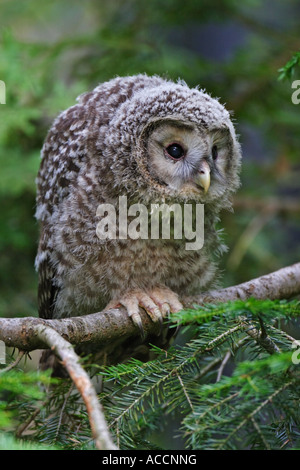 Habichtskauz juv., Strix, Uralensis juvenil Stockfoto