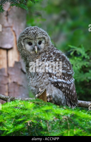 Habichtskauz juv., Strix, Uralensis juvenil Stockfoto