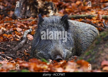 Wildschwein, Sus scrofa Stockfoto