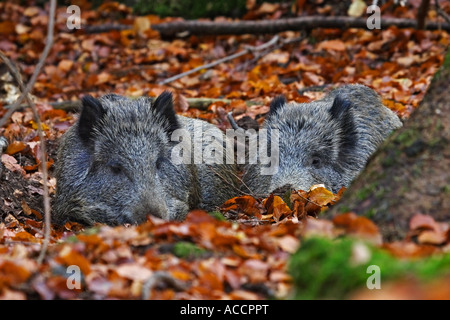 Wildschwein, Sus scrofa Stockfoto