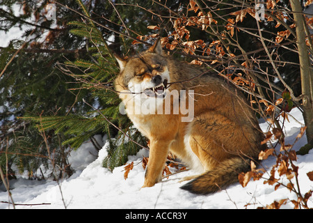 Wolf, Canis lupus Stockfoto