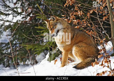 Wolf, Canis lupus Stockfoto