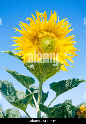 Eine Sonnenblume Nahaufnahme. Stockfoto