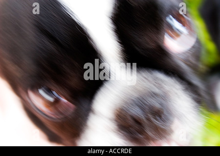 Nahaufnahme von einem wütenden französische Bulldogge nachschlagen Stockfoto