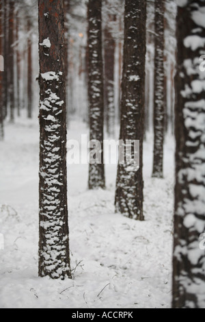 Baum-Stämme in einen Winterwald. Stockfoto