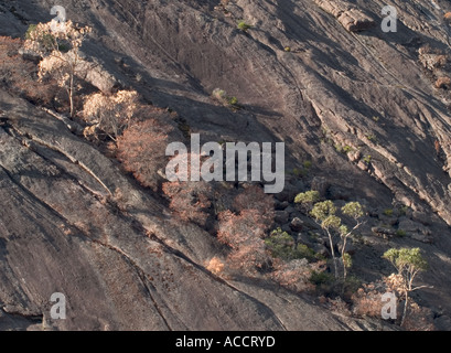 Elefanten verstecken, von Sieg Straße gesehen, Halls Gap, die Grampians National Park, Victoria, Australien. Stockfoto