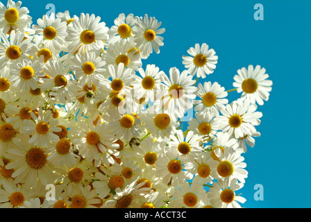 Blüten der Kamille Kamille Matricária Chamomilla in voller Blüte Stockfoto