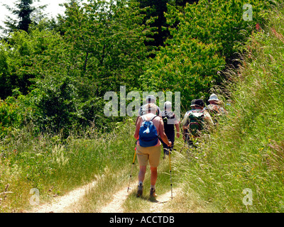 Gruppe von Wanderern auf einem Waldweg Stockfoto