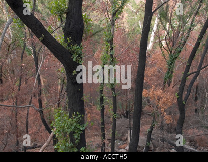 Trunk des Feuers beschädigte Baum wieder Wachstum, Halls Gap, die Grampians National Park, Victoria, Australien. Stockfoto