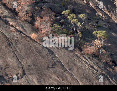 Elefanten verstecken, von Sieg Straße gesehen, Halls Gap, die Grampians National Park, Victoria, Australien. Stockfoto