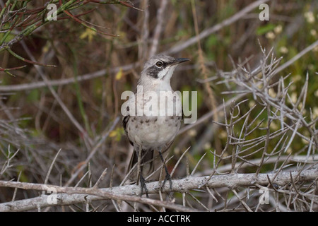 Chatham Mockingbird zählt Melanotis fotografiert auf San Cristobal-Galapagos-Inseln Stockfoto