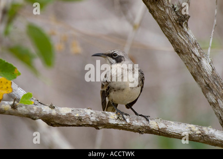 Chatham Mockingbird fotografiert auf San Cristobal-Galapagos-Inseln Stockfoto