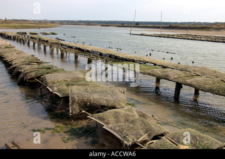 Wasserversogung für Oyster Kultur in der Nähe von Talmont Saint Hilaire Vandee Frankreich Stockfoto