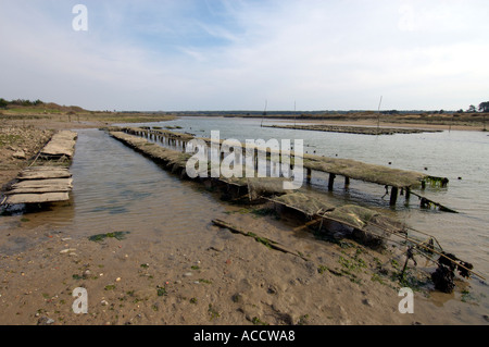 Wasserversogung für Oyster Kultur in der Nähe von Talmont Saint Hilaire Vandee Frankreich Stockfoto