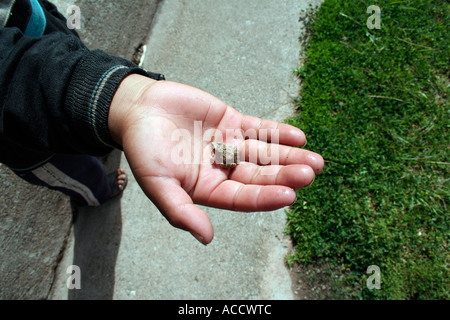 Miniatur-Frosch in des Kindes Hand, Copacabana, Titicacasee, Bolivien Stockfoto