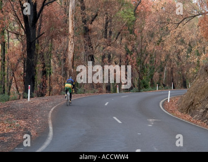 Straße mit Radfahrer und Feuer beschädigte Bäume mit re Wachstum, Halls Gap, die Grampians National Park, Victoria, Australien, Stockfoto