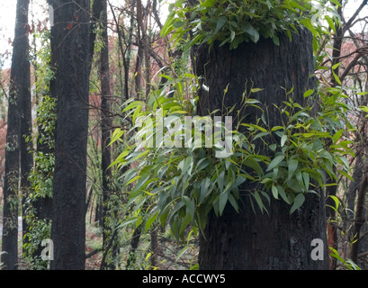 Feuer beschädigte Bäume mit Regrowth, Halls Gap, die Grampians National Park, Victoria, Australien, Stockfoto