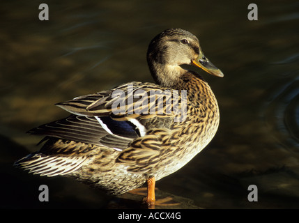 Weibliche Stockente (Anas Platyrhynchos) im Vereinigten Königreich Stockfoto