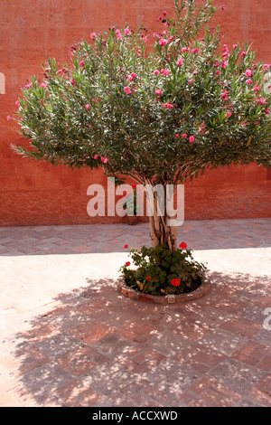 Lorbeerbaum im Eingang des Klosters Santa Catalina, Arequipa, Peru Stockfoto