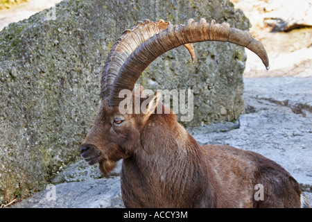 Alpen-Steinbock, Capra ibex Stockfoto