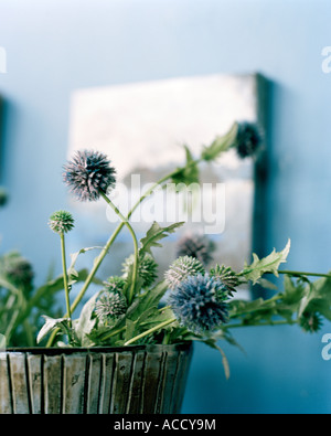 Globe Disteln in einer Vase. Stockfoto