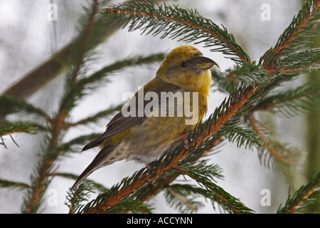 Fichtenkreuzschnabel (Weibchen), Loxia, curvirostra Stockfoto