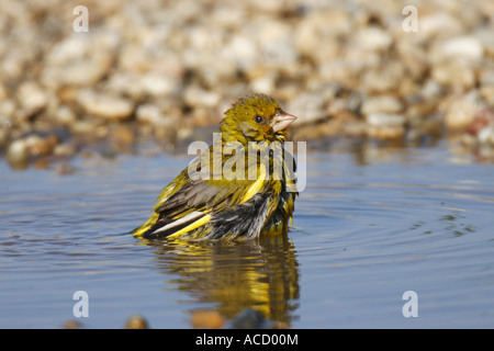 Grünfink, Chloris, chloris Stockfoto