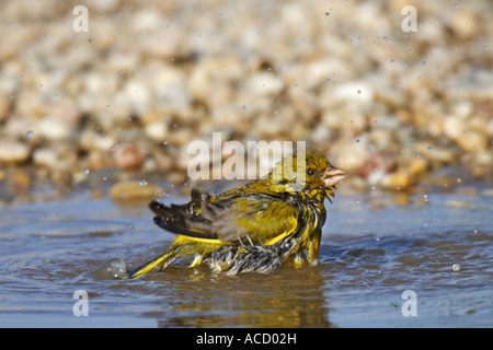 Grünfink, Chloris chloris Stockfoto