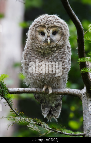 Habichtskauz juv., Strix Uralensis (Juvenil) Stockfoto