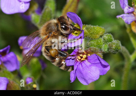 Honigbiene, Honigbienen, Apis mellifera Stockfoto