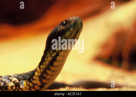 Schwarze Tiger Schlange Notechis Ater Australien Stockfoto