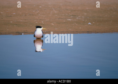 Crested Seeschwalbe ruht im flachen Wasser, Sterna bergii Stockfoto