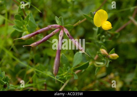 Gemeinsamen Vogel s foot Trefoil Lotus Corniculatus Blume Samenkapseln Stockfoto