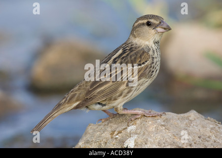 Spanisch Sparrow auf Felsen gelegen Stockfoto