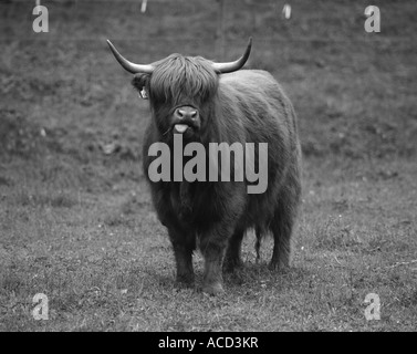 Hochlandrinder Kuh. Stockfoto