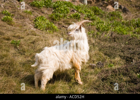 Der Great Orme (Pen-y-Gogarth) Kashmiri Bergziege, deren Vorfahren einst die Berge im Norden Indiens durchstreiften Stockfoto