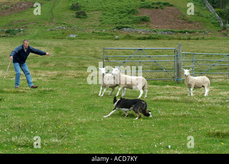 Sheepdog Trials in Gairloch, Ross-Shire, North West Schottland, Stockfoto