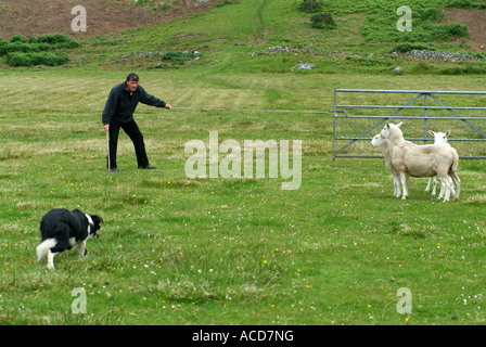 Sheepdog Trials bei Gairloch, Ross-Shire, North West Schottland Stockfoto