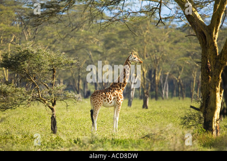 Rothschilds Giraffe Giraffa Plancius Rothschildi im Wald am Lake Nakuru Nationalpark Kenia in Ostafrika Stockfoto