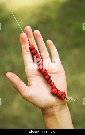 Wilde Erdbeeren auf einen Strohhalm. Stockfoto