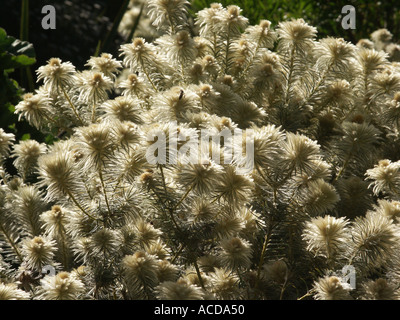 Phylica Pubescens Featherhead Stockfoto