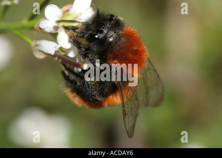 Weibliche Tawny Mining Bee Andrena Fulva auf Blume Stockfoto