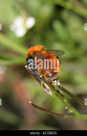 Weibliche Tawny Mining Bee Andrena Fulva Dorsalansicht Stockfoto