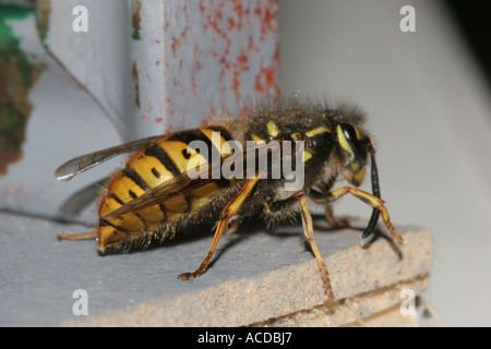 Gemeinsamen Wespe Vespula Vulgaris Königin Erwachen aus dem Winterschlaf Stockfoto