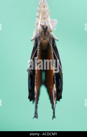 Aglais Io. Tagpfauenauge austrocknen seine Flügel nach Austritt aus seinem Kokon-Gehäuse Stockfoto