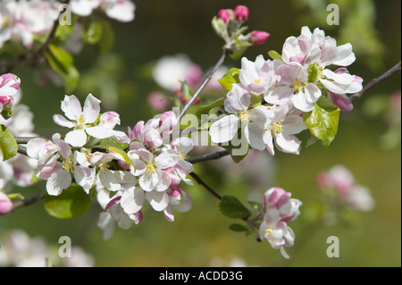 Apfelblüte, Hardanger, Hordaland, Norwegen Stockfoto