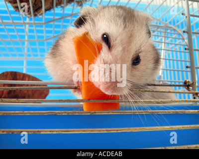 Goldhamster ißt eine Karotte Stockfoto