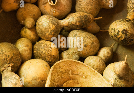 Herbsternte mit verschiedenen Kürbissen auf dem Markt im Freien, USA Stockfoto