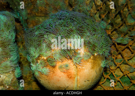 Snakelocks Anemone Stockfoto