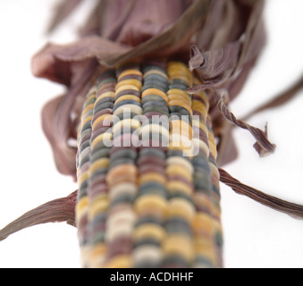 Mais auf der Cob-Labyrinth Stockfoto